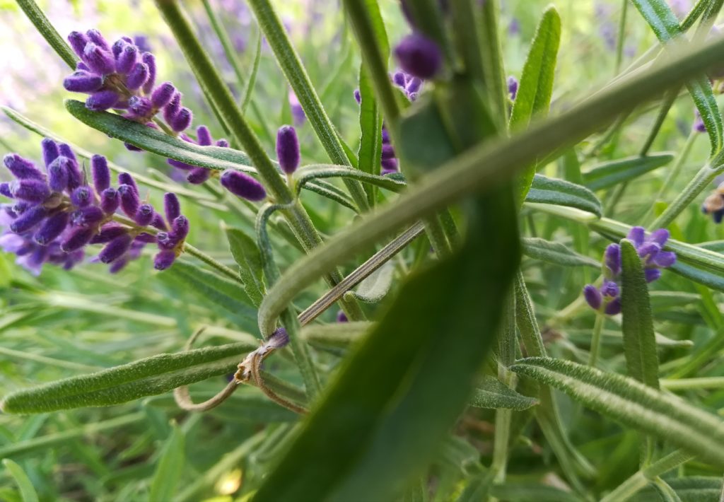 Dieses Bild hat ein leeres Alt-Attribut. Der Dateiname ist IMG_20190626_085003-1024x710.jpg